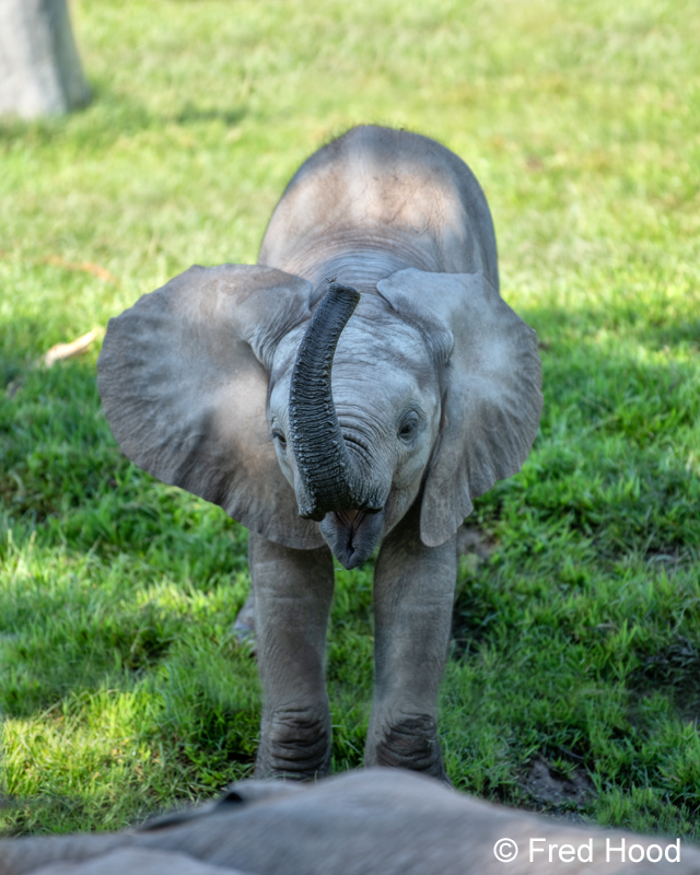bush elephant calf