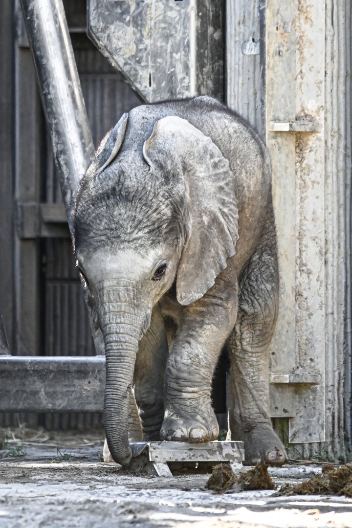 Bush elephant calf