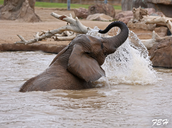 bush elephant in pool