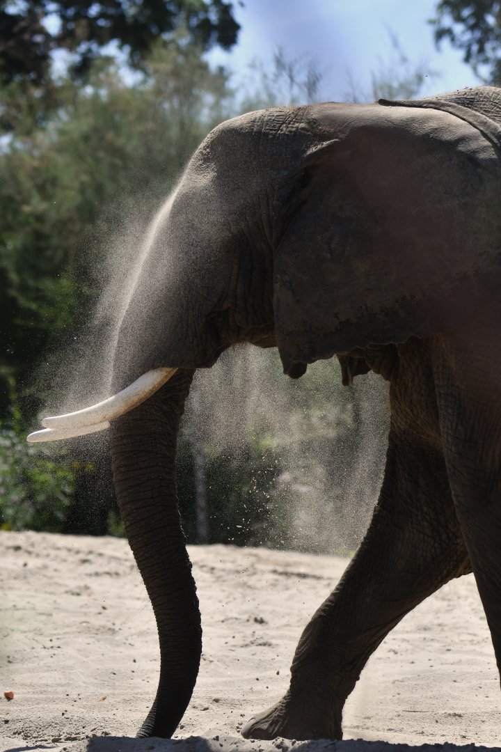 Bush elephant (Loxodonta africana)