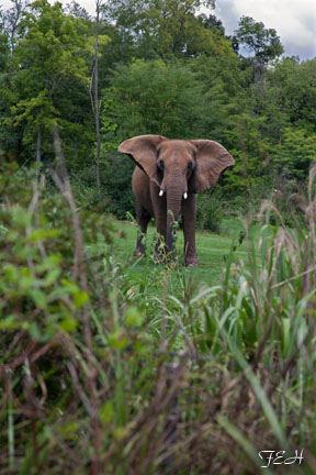 bush elephant