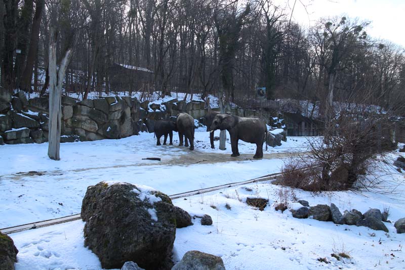 bush elephants in snow
