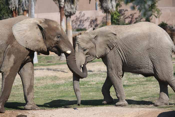 Bush elephants