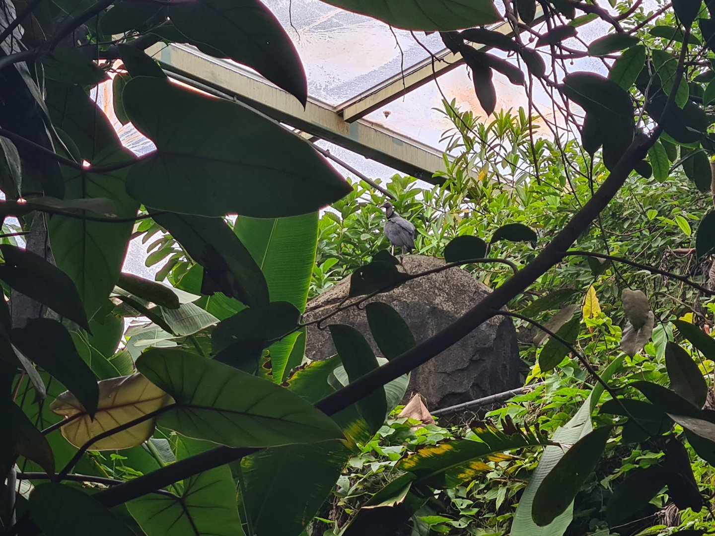 Bush - Free-roaming American Black vulture