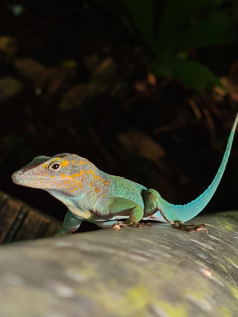 Bush - Free-roaming Guadalupian anole