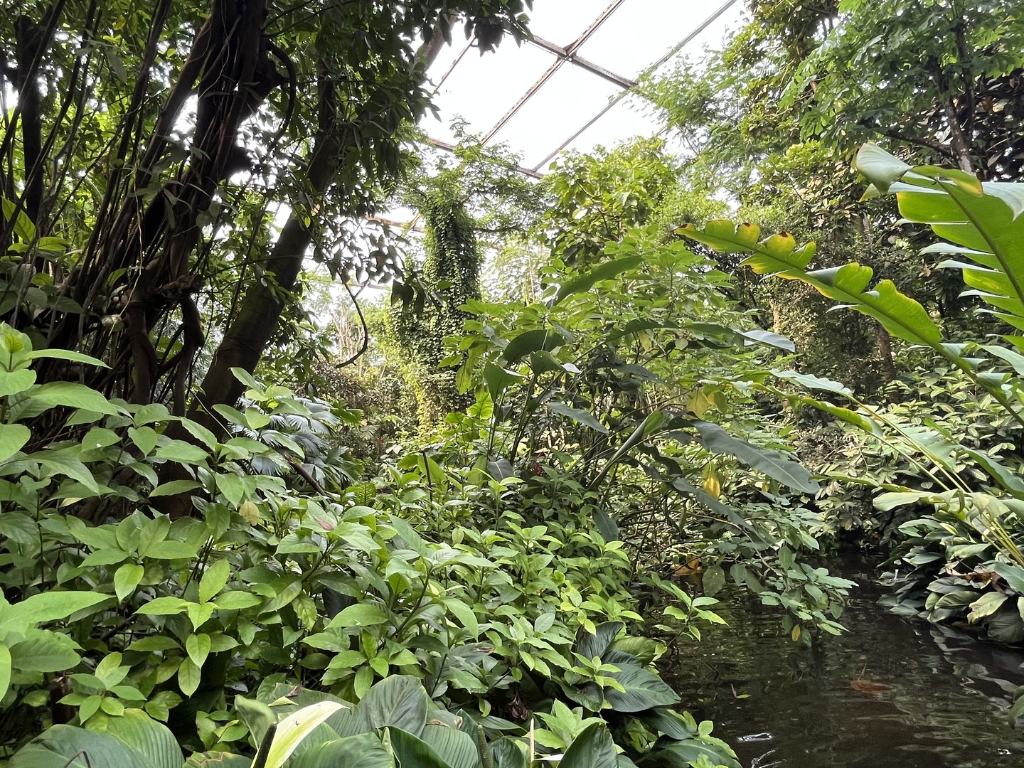 Bush- General view 6.7.23