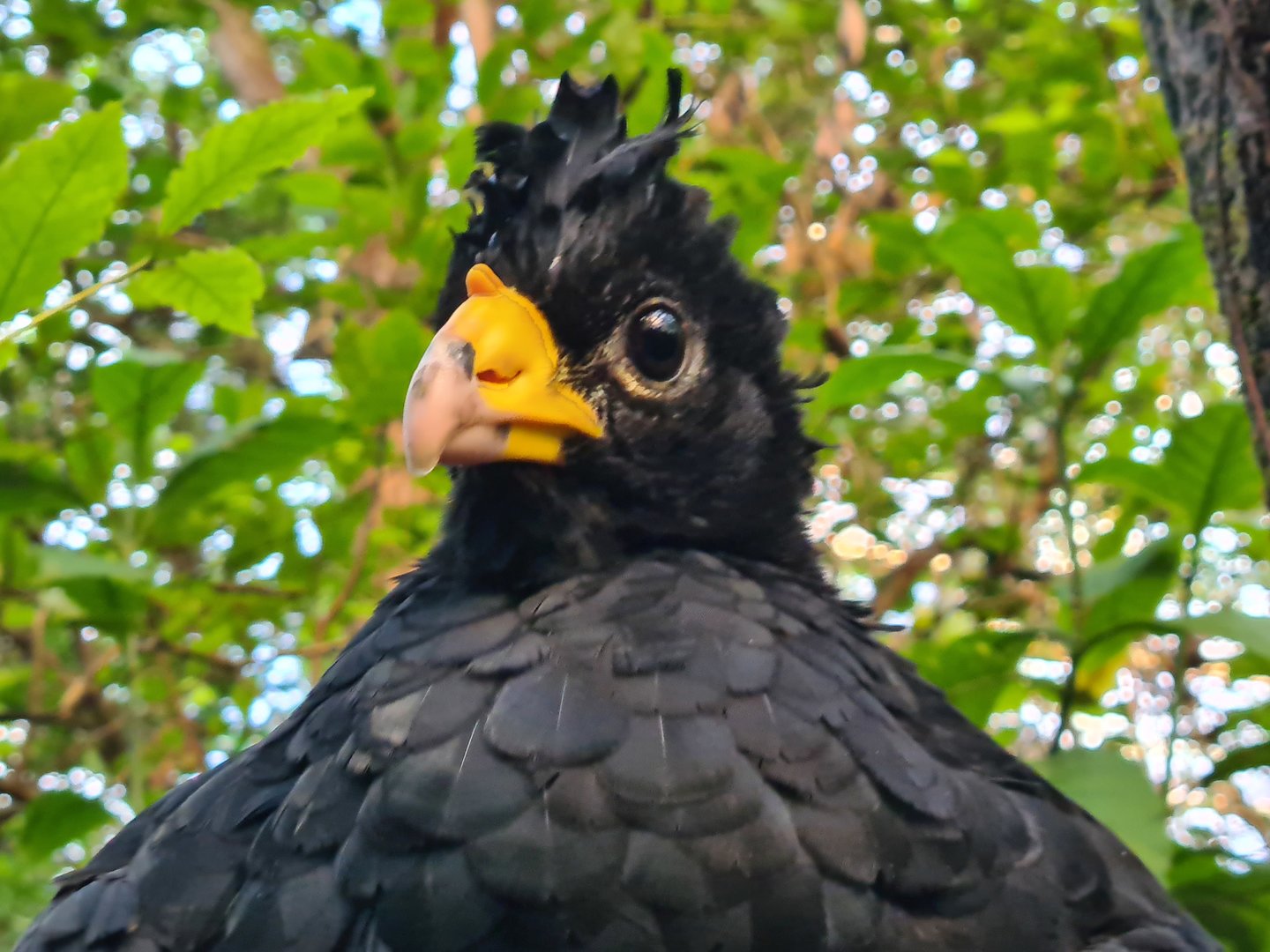 Bush - Great Curassow