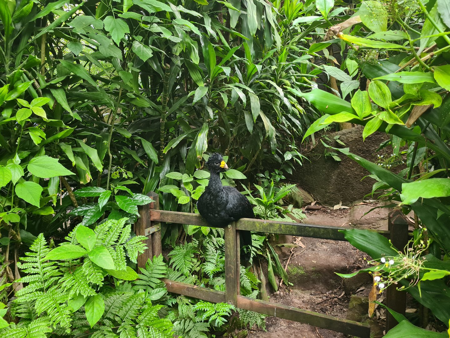 Bush - Great Curassow