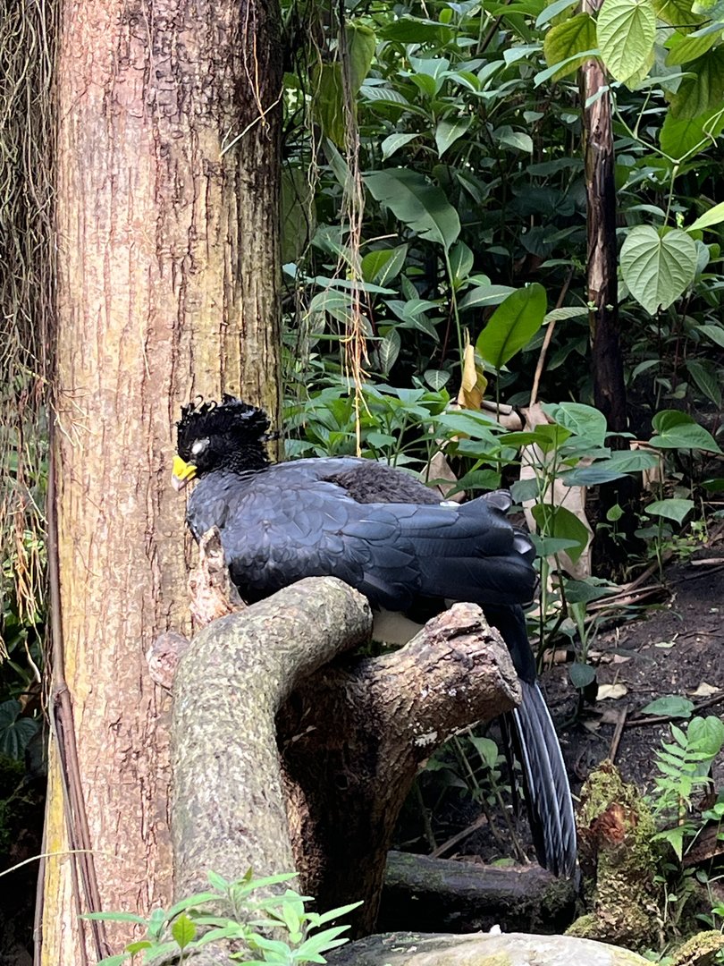 Bush- Great currasow 6.7.23