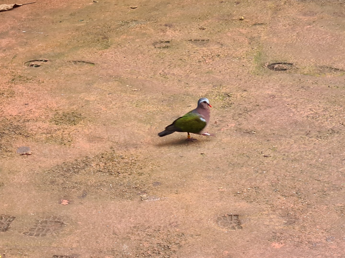 Bush - Grey-capped emerald dove