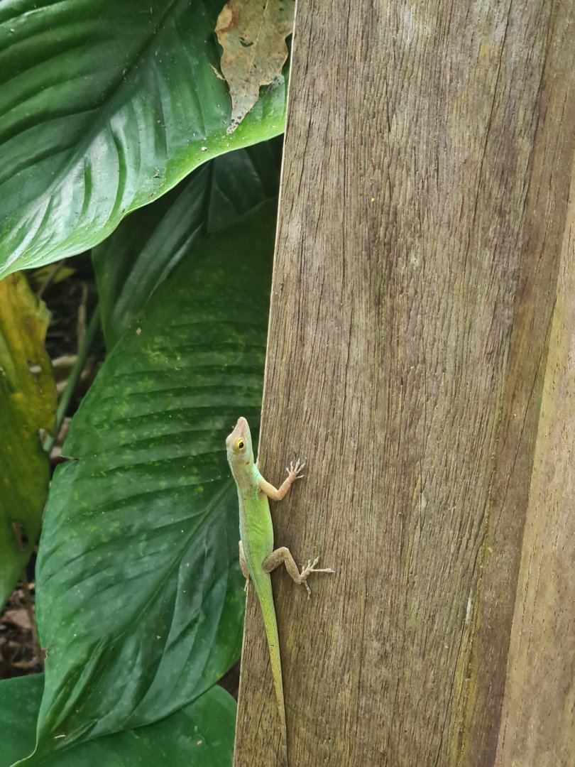 Bush - Guadalupean anole