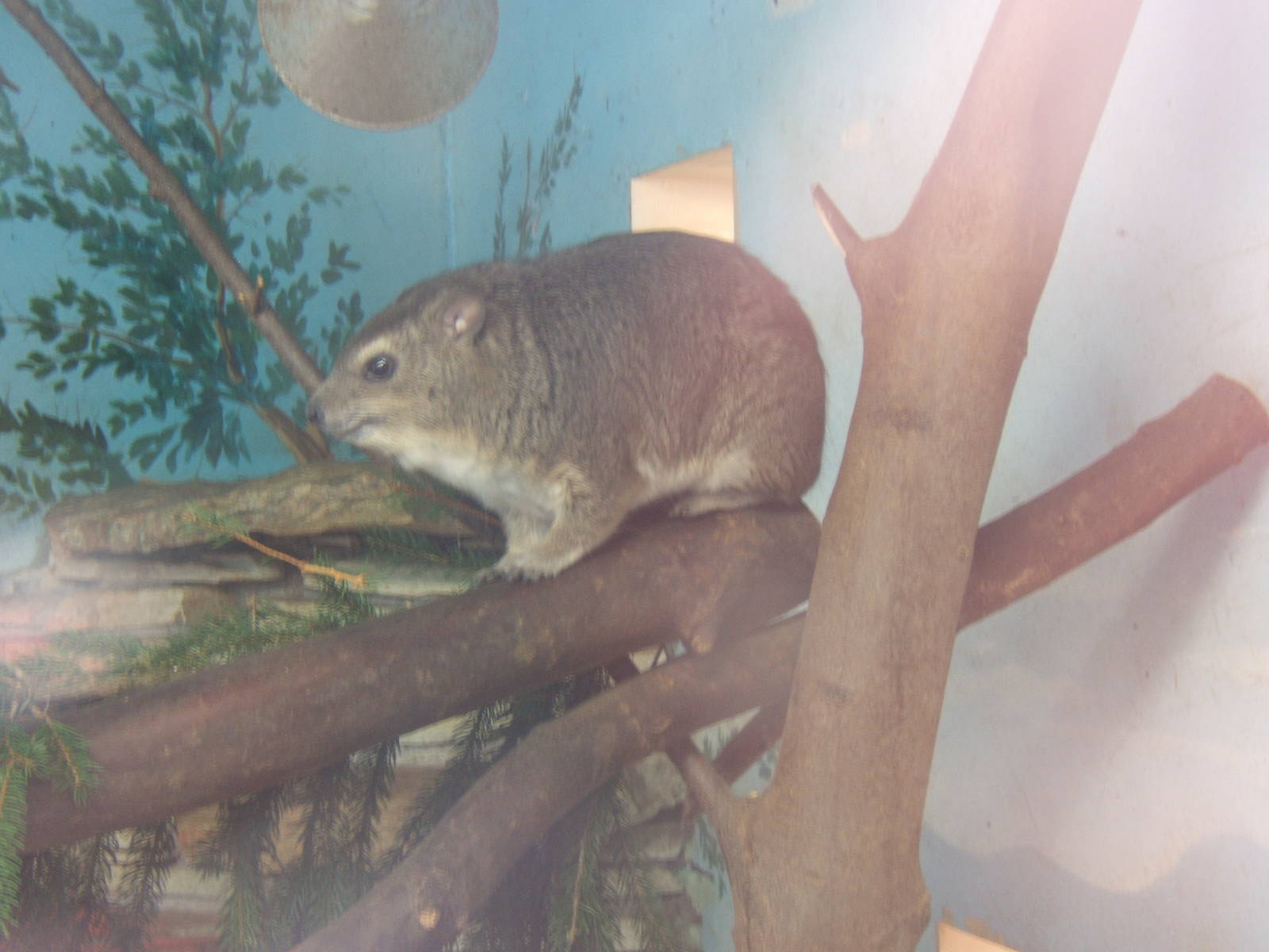 Bush Hyrax (Heterohyrax brucei)