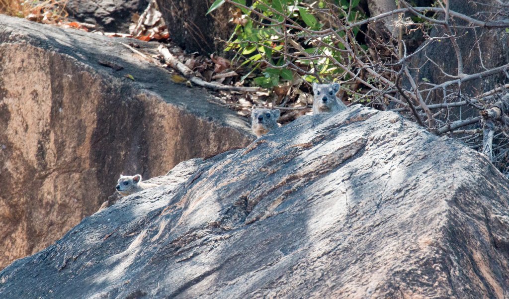 Bush Hyrax