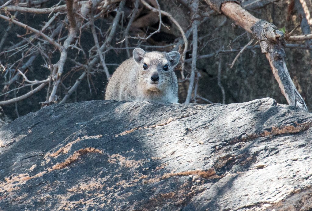 Bush Hyrax