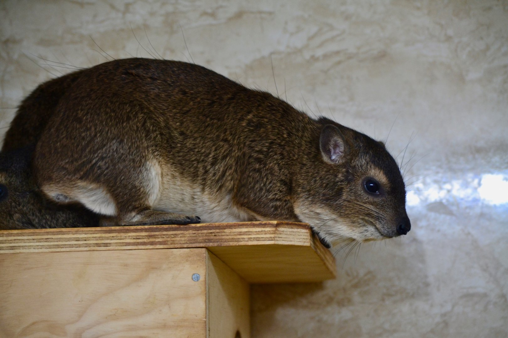 Bush Hyrax