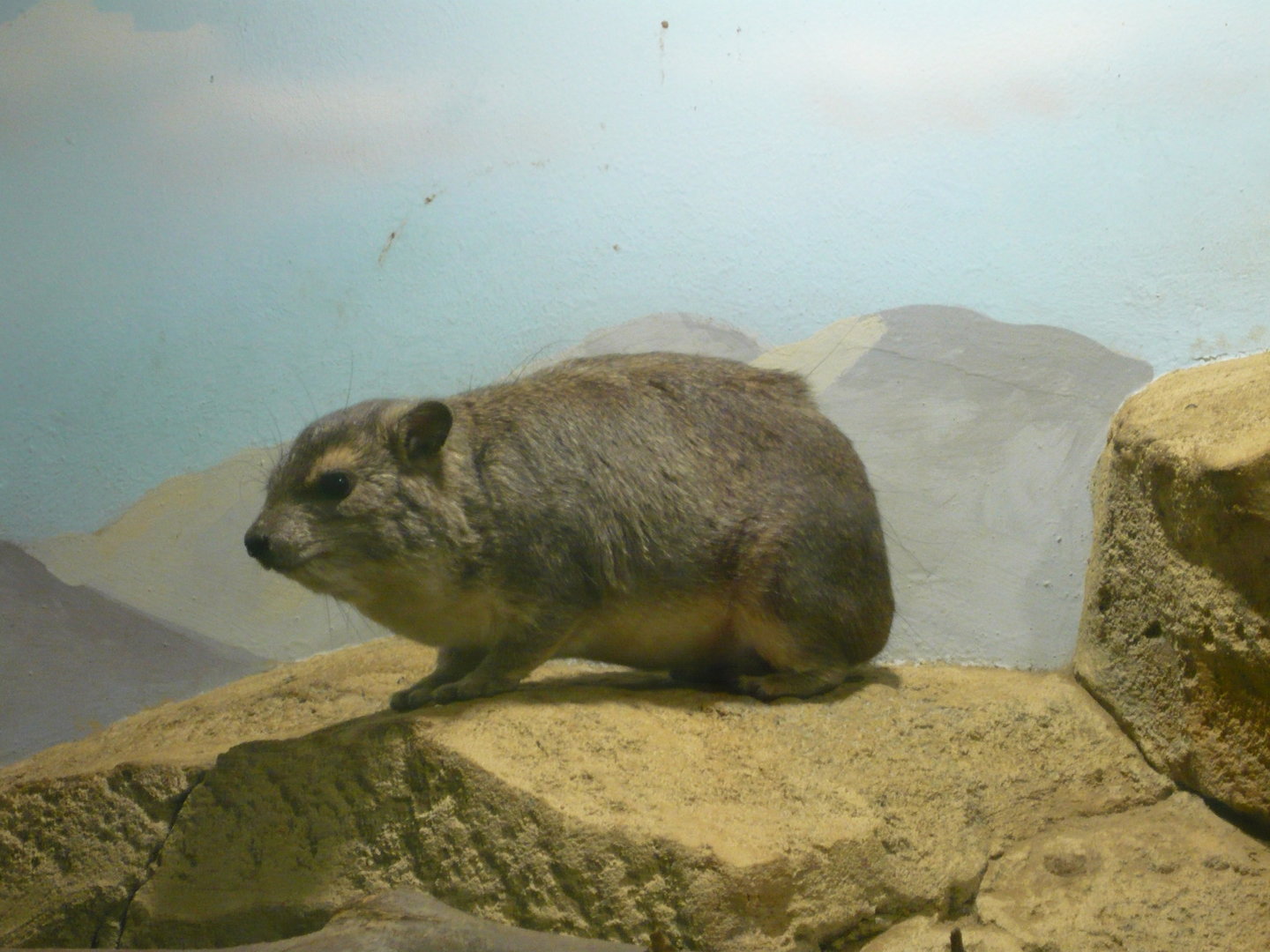 Bush hyrax