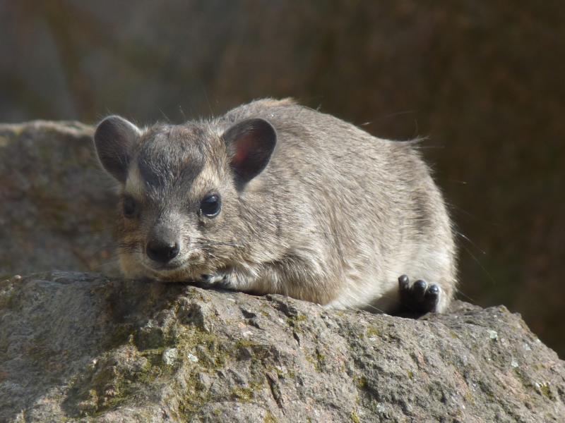 Bush hyrax
