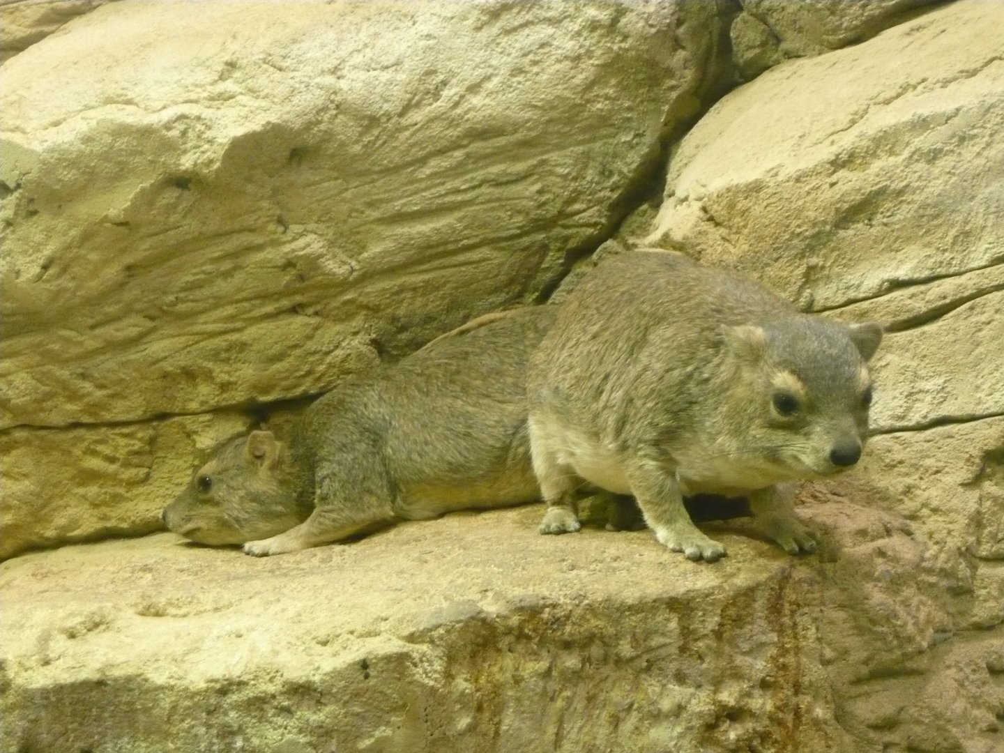 Bush hyraxes