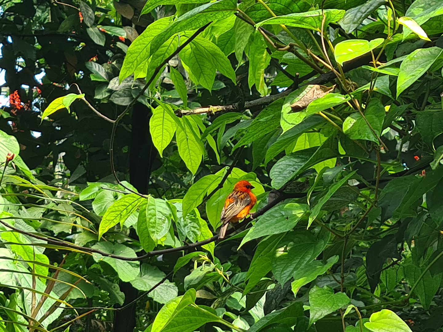 Bush - Madagascar red fody