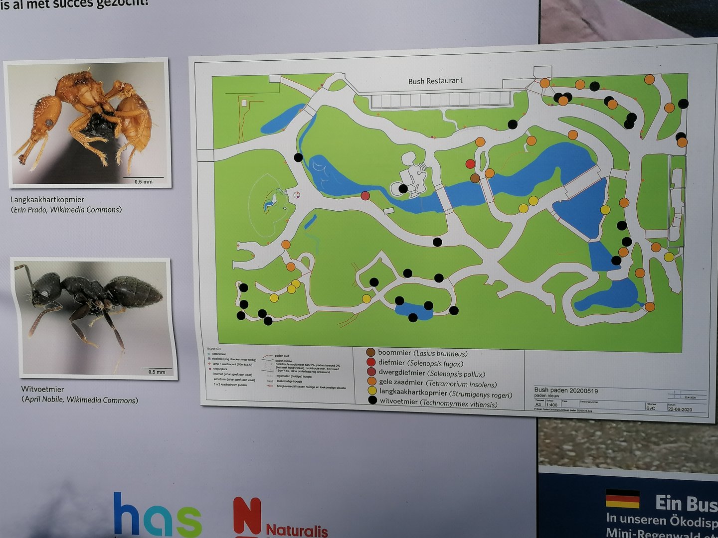Bush map Ant species distribution 2022