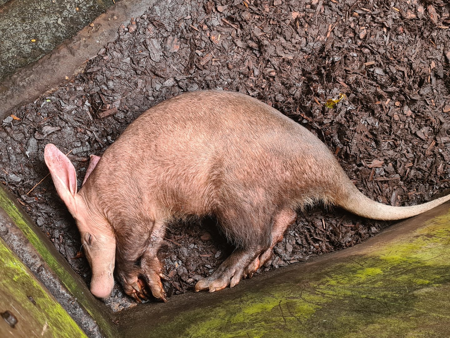 Bush - New aardvark male