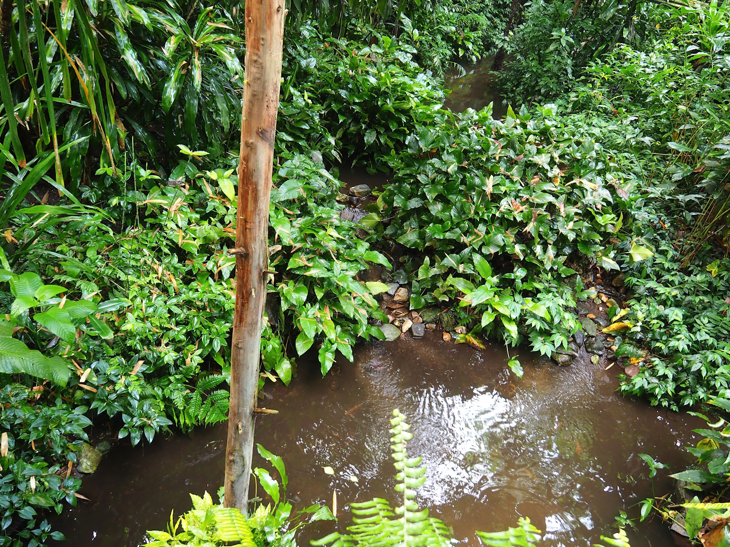 Bush - Partially overgrown pond and leaf-cutter ant pole, 2023-10-07