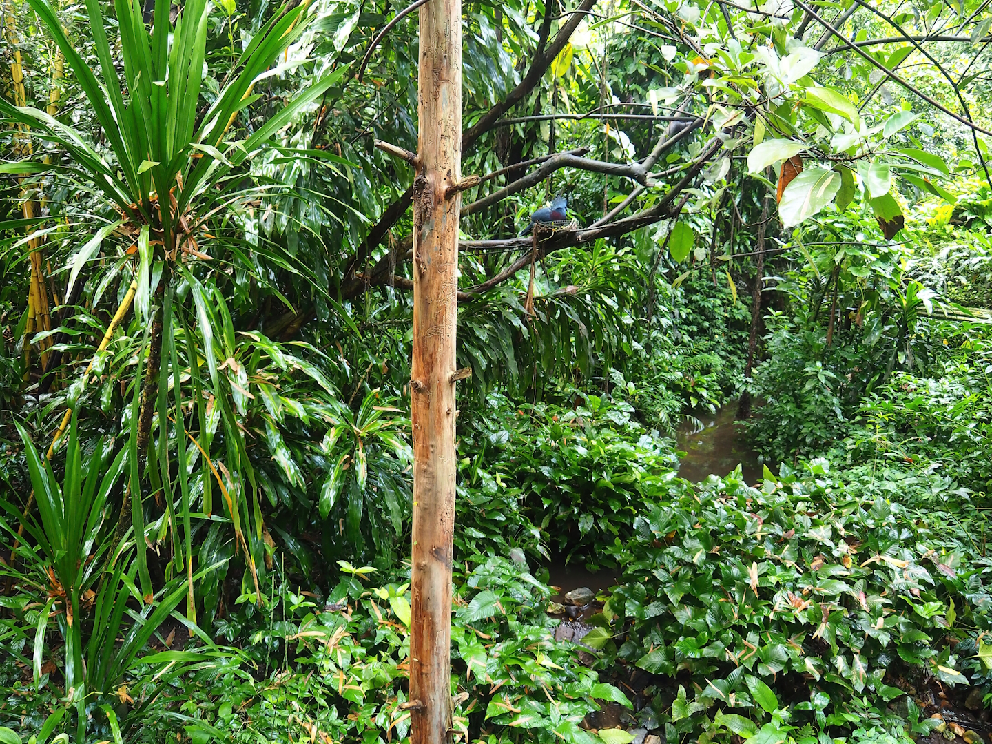 Bush - Partially overgrown pond, trees with Victoria crowned pigeon nest and leaf-cutter ant poles and wires, 2023-10-07