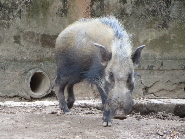 Bush pig