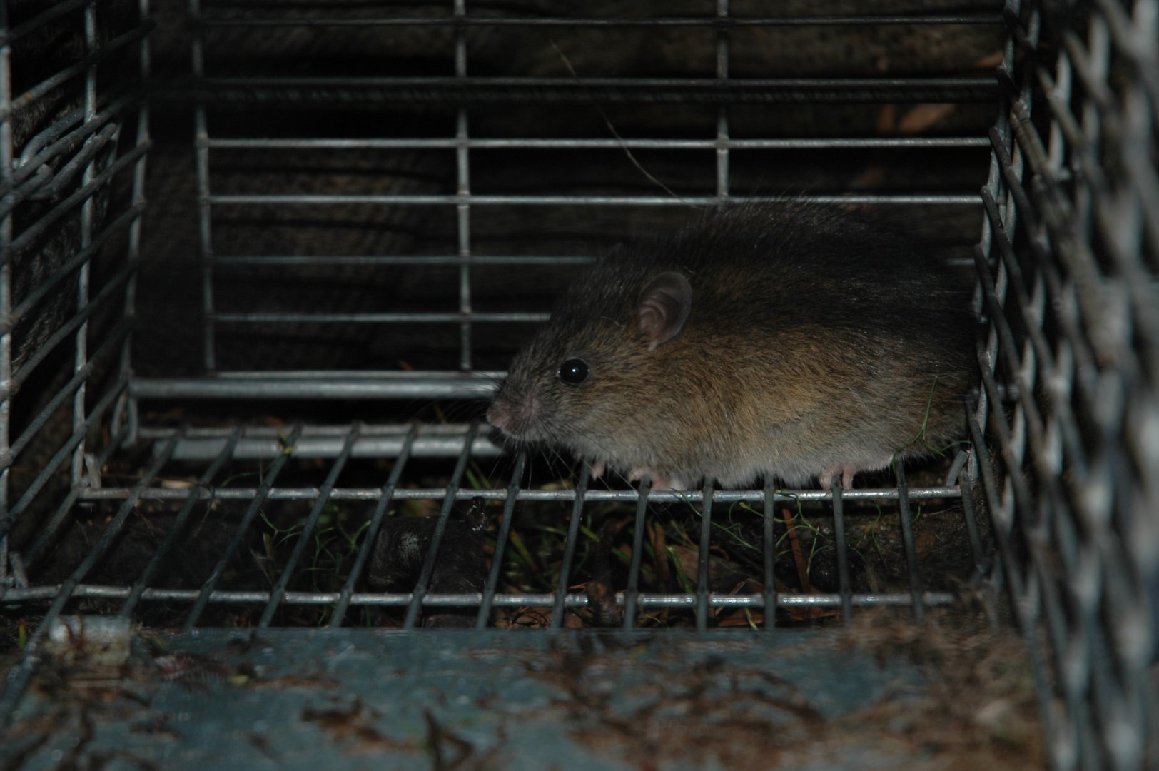 Bush Rat (Rattus fuscipes)