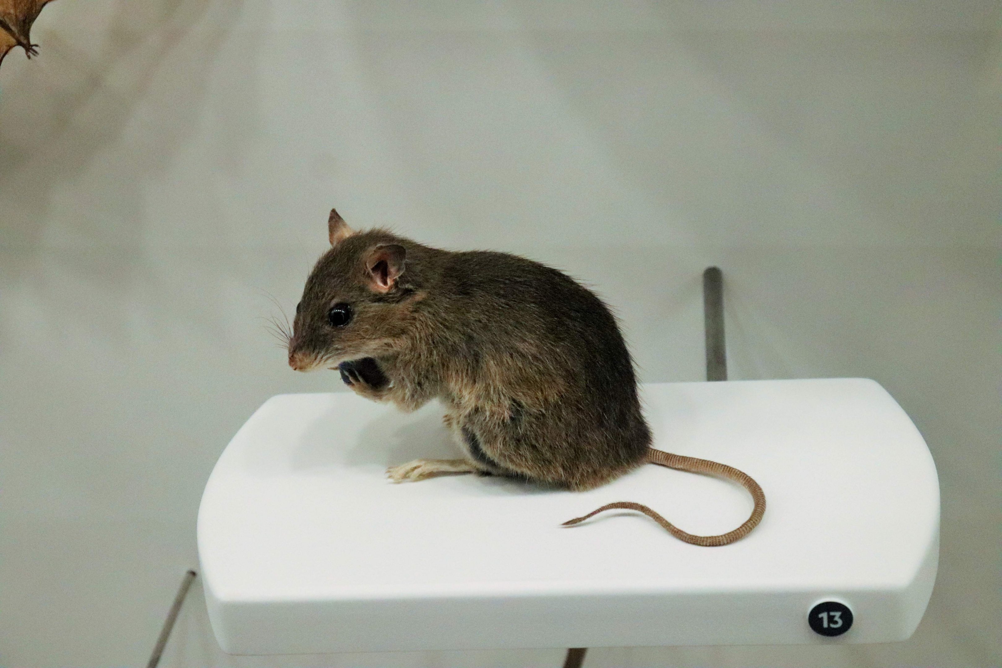 Bush Rat (Rattus fuscipes)