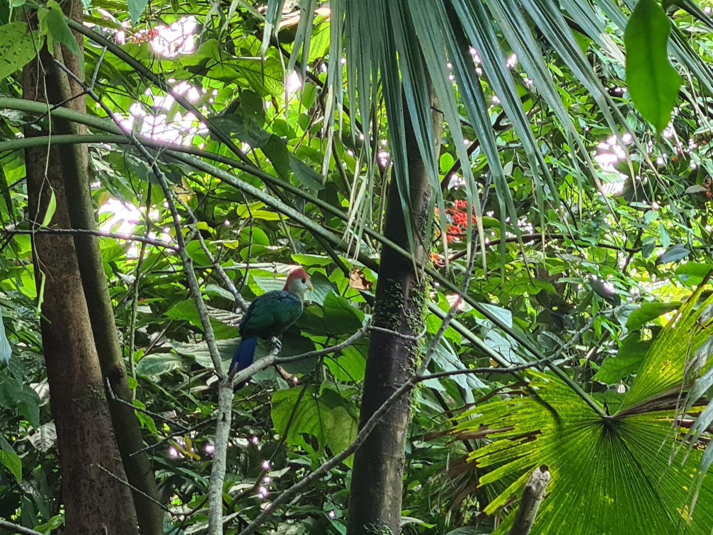 Bush - Red-crested turaco