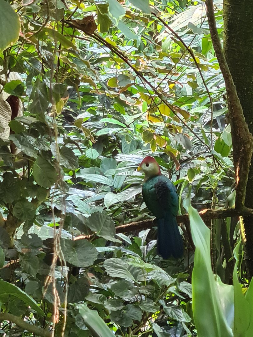 Bush - Red-crested turaco