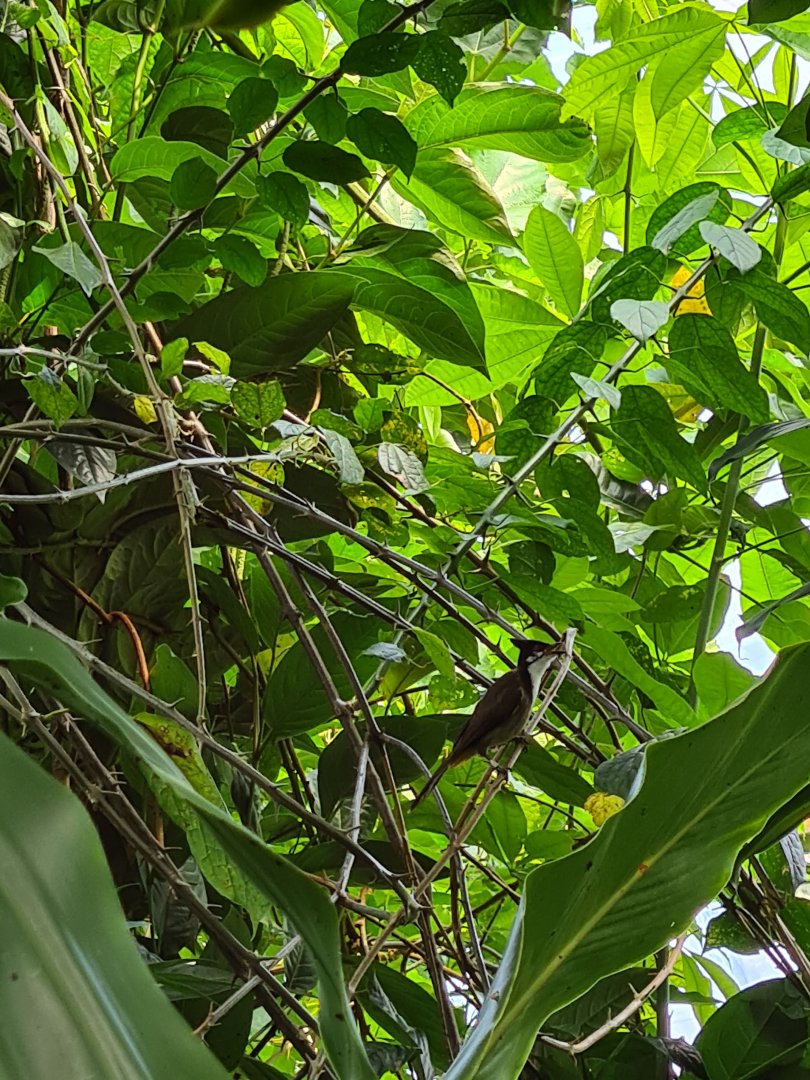 Bush - Red-eared bulbul