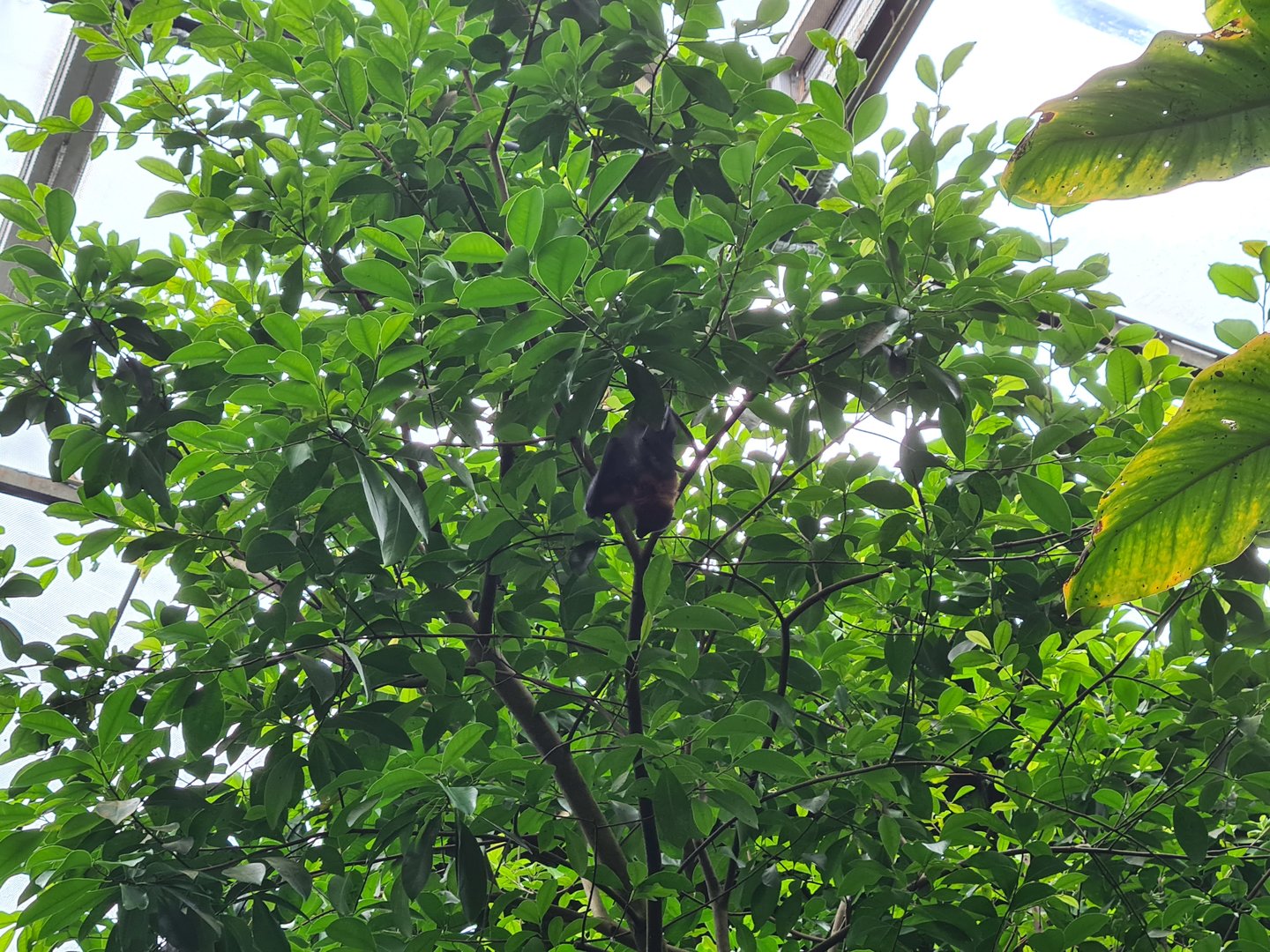 Bush - Rodriguez fruit bat