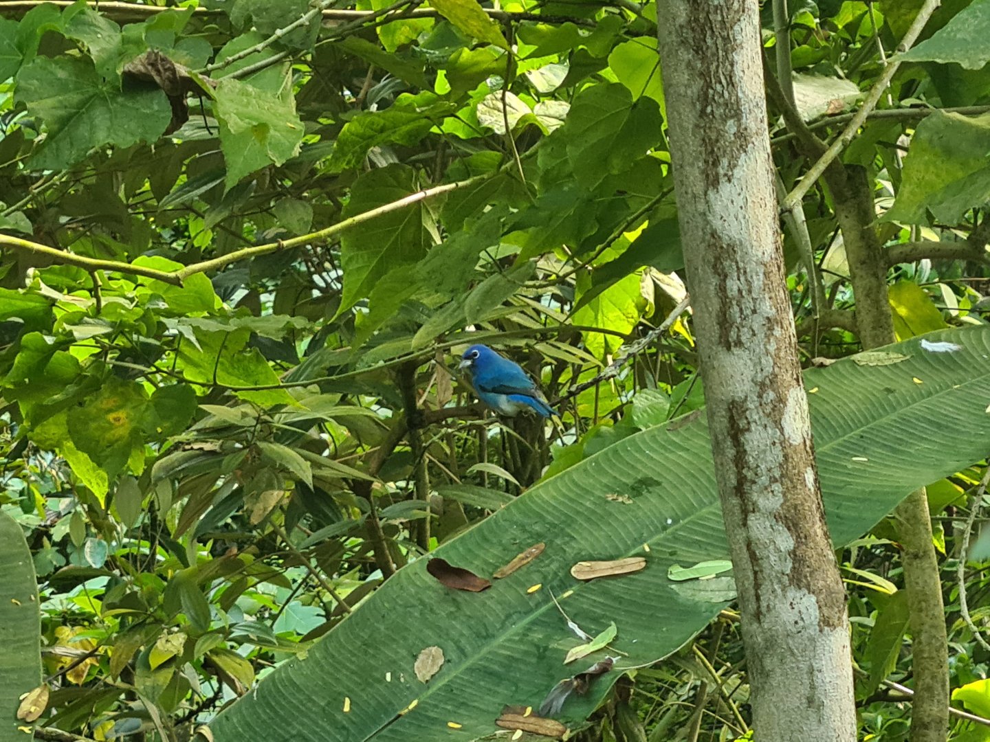Bush - Rose-bellied bunting