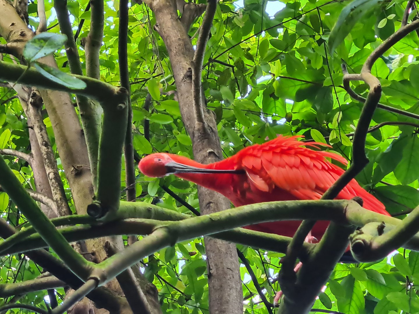 Bush  - Scarlet ibis preening