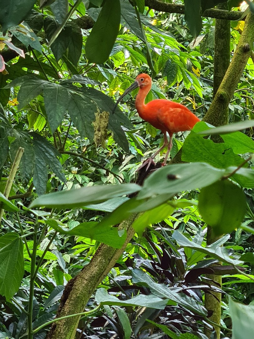 Bush - Scarlet ibis