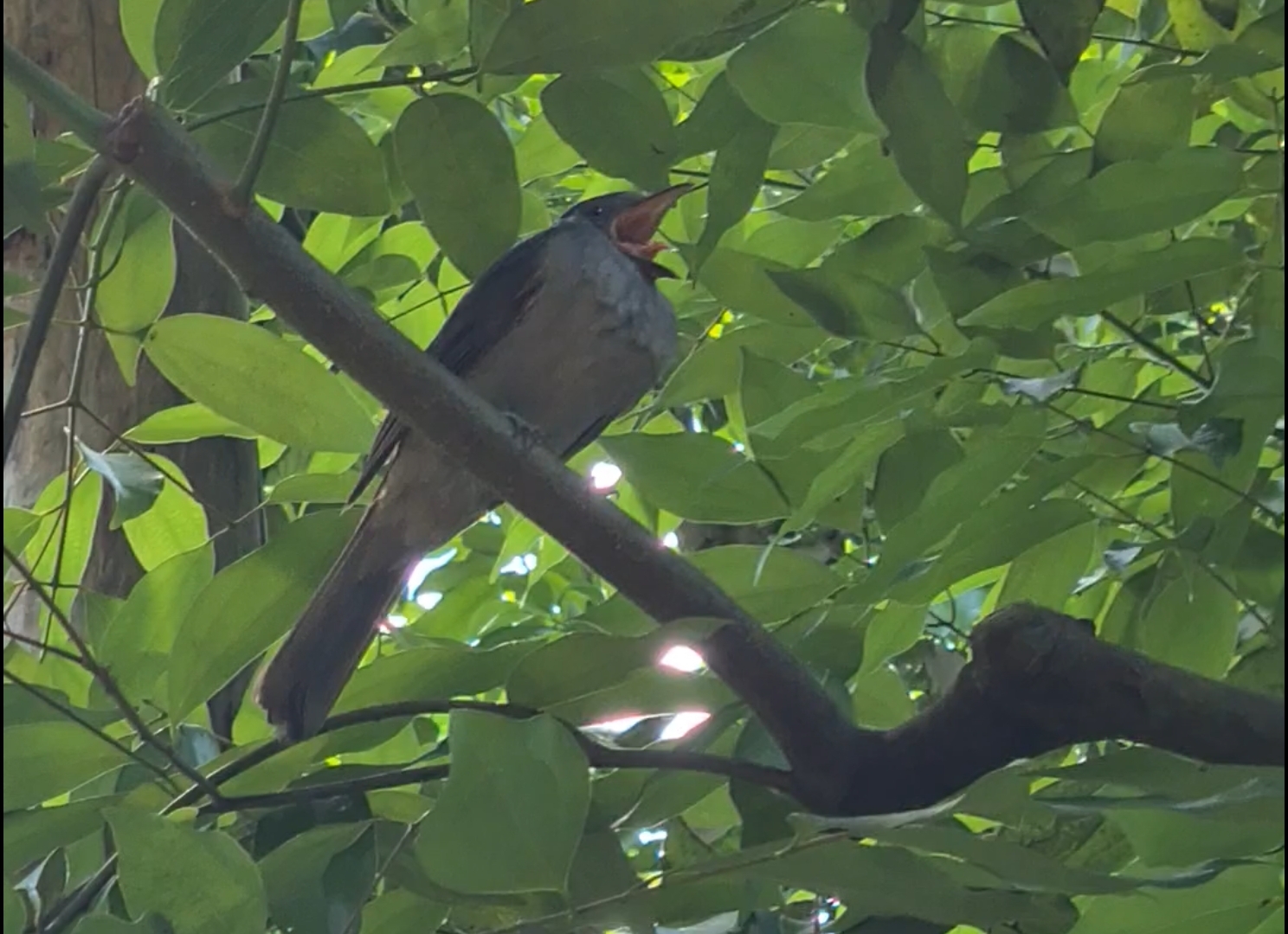 Bush - Screaming piha screaming