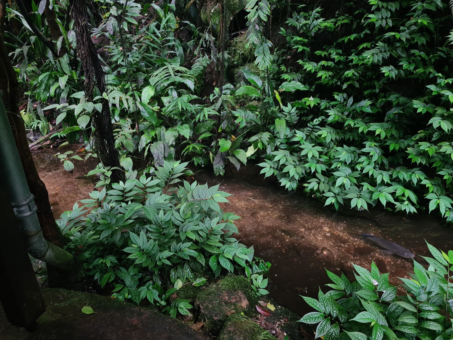 Bush - Secret creek with Nile tilapia