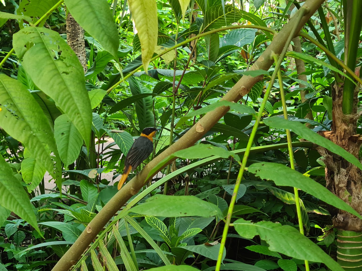 Bush - Snowy-crowned robin chat