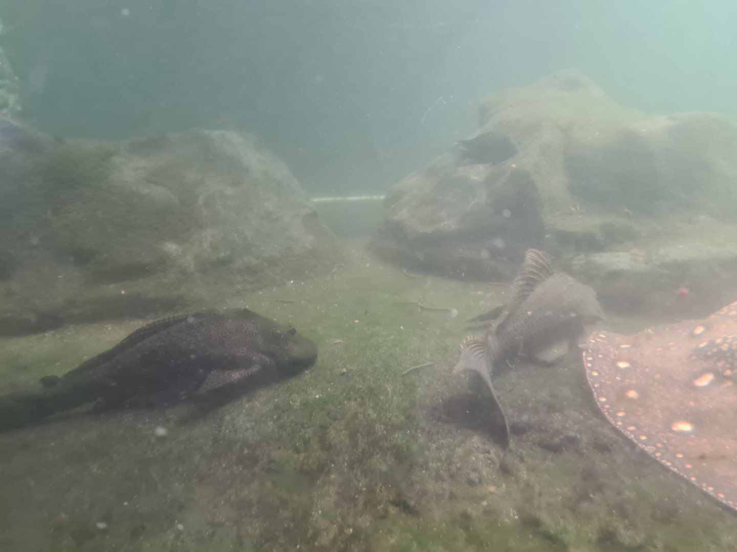 Bush - Spotted hypostomus