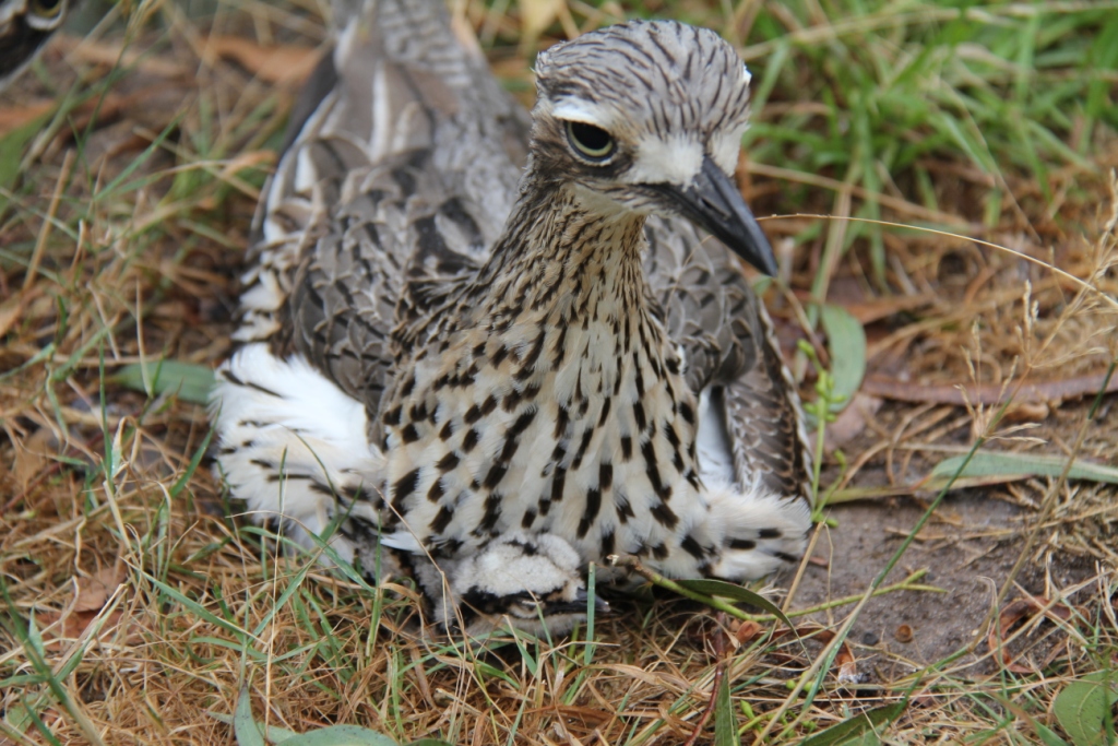 Bush Stone-Curlew and Chick