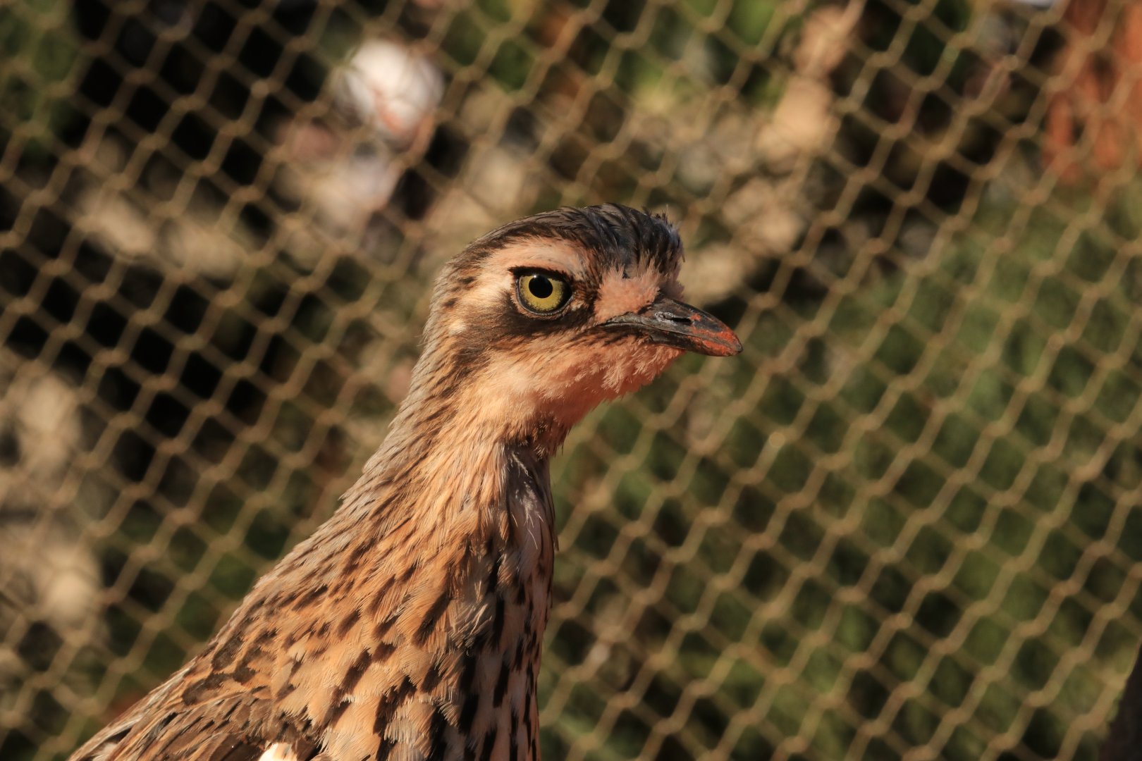 Bush Stone-Curlew (April 2019)