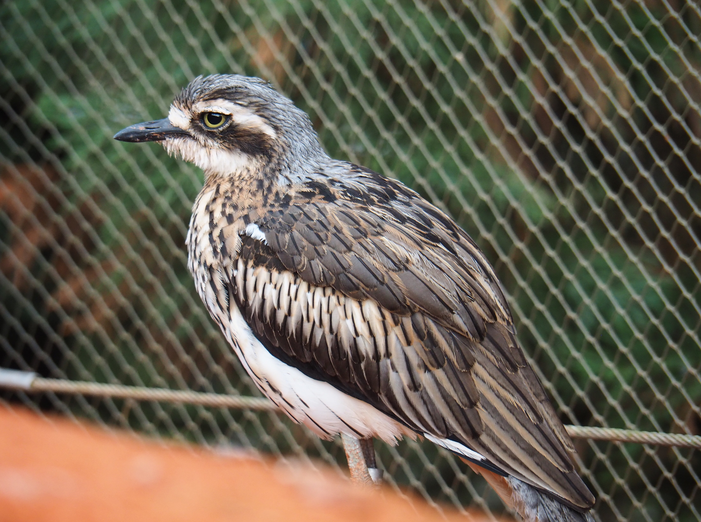 Bush stone-curlew (Burhinus grallarius), 2019-10-04