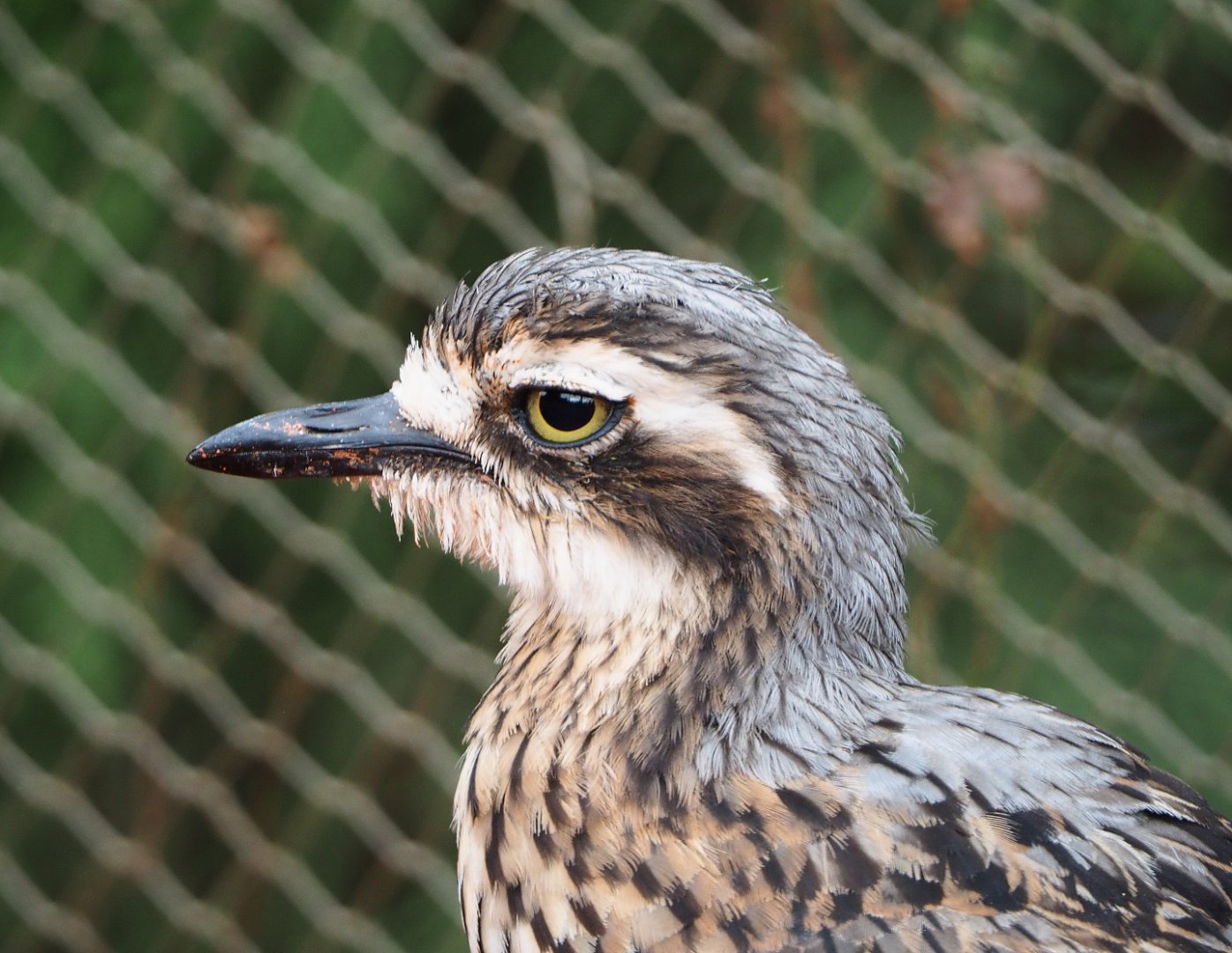 Bush stone-curlew (Burhinus grallarius), 2019-10-04