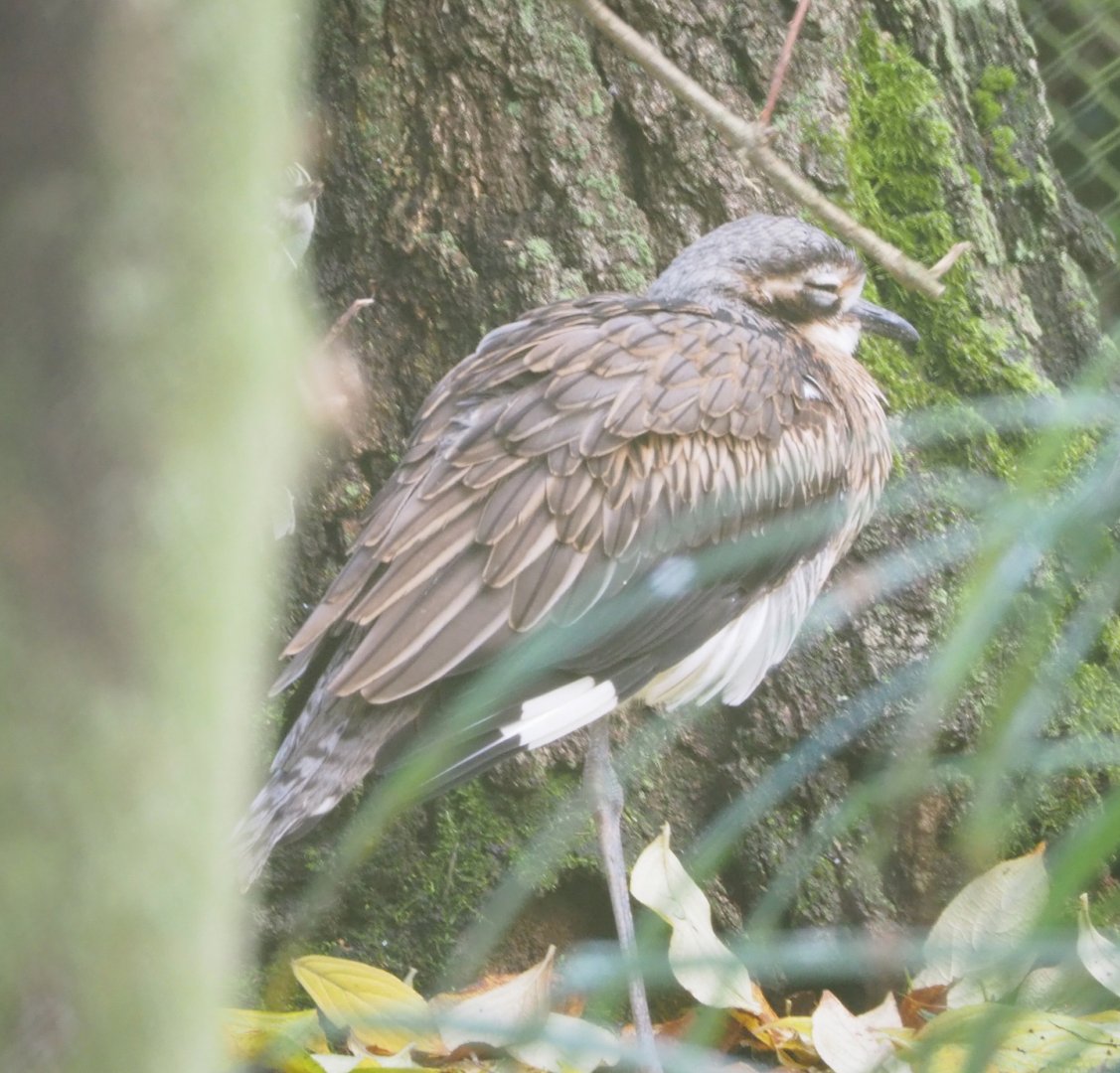 Bush stone-curlew (Burhinus grallarius), 2021-11-23