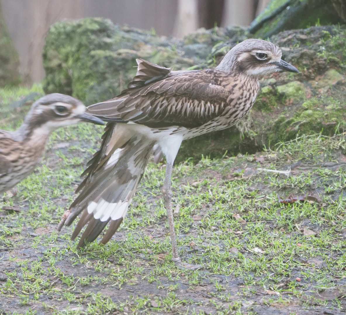 Bush stone-curlew (Burhinus grallarius), 2022-01-02