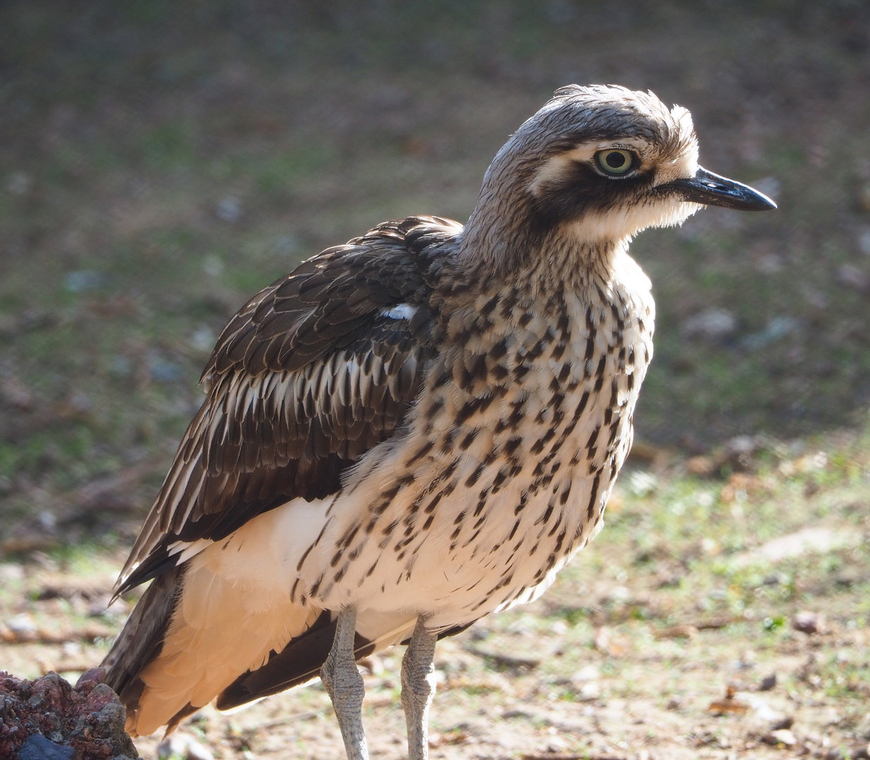 Bush stone-curlew (Burhinus grallarius), 2022-04-12