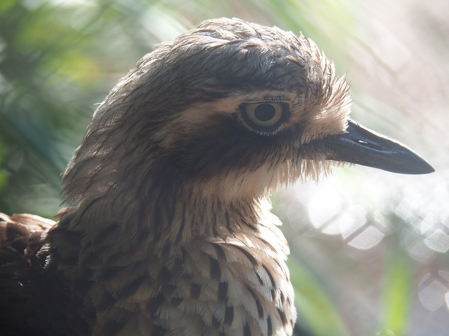 Bush stone-curlew  (Burhinus grallarius), 2022-05-28