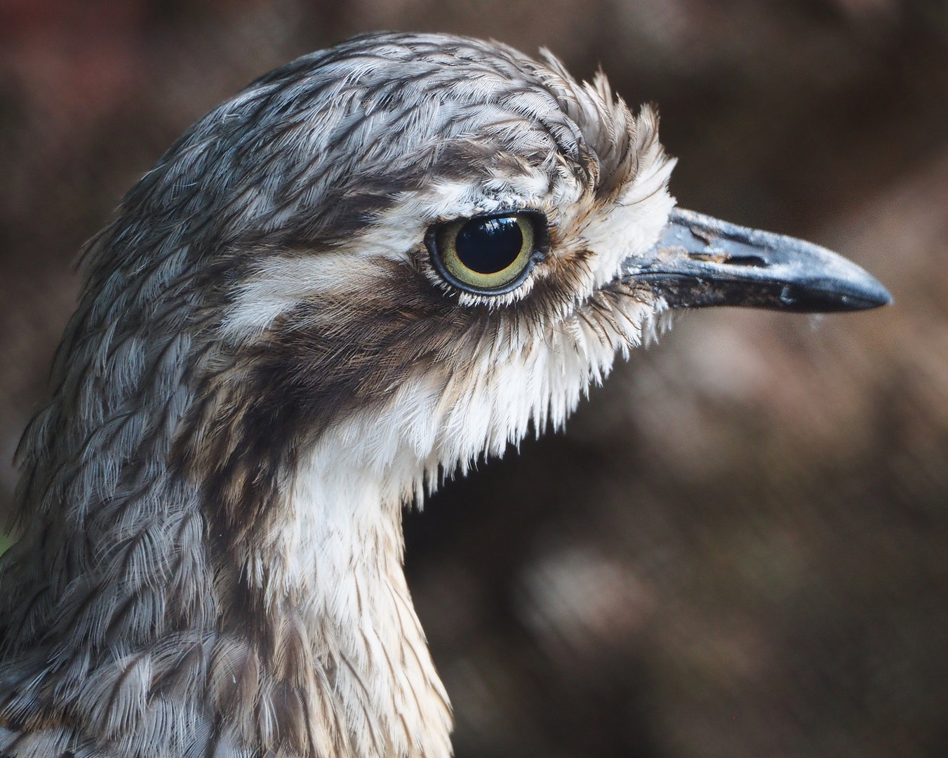 Bush stone-curlew  (Burhinus grallarius), 2022-05-28